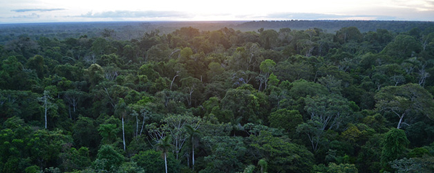 Perú Bosques