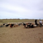 Local herder communities in the southern Gobi around the Oyu Tolgoi mine have complained of environmental and social consequences.