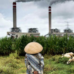 Image: A shepherdess watches over her flock of sheep that graze near a coal power plant in Jepara, Central Java, Indonesia