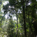 Photo of Mexican Forest Ron Savage CC BY-NC-SA 2.0