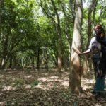 El Banco Mundial acaba de aprobar una nueva política de salvaguardas: ¿qué significa esto para los bosques y los pueblos indígenas?