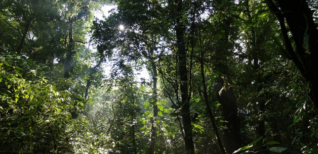 Case Study on the Development of Safeguards for REDD+ Mexico