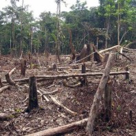 Faith groups call on World Bank to protect forests