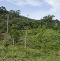 A call for the World Bank to prioritize forests and forest people’s rights in the context of climate change