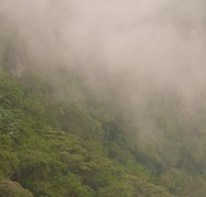 Colombia Forests