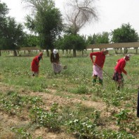 Leading human rights organizations fight agriculture loan in Uzbekistan