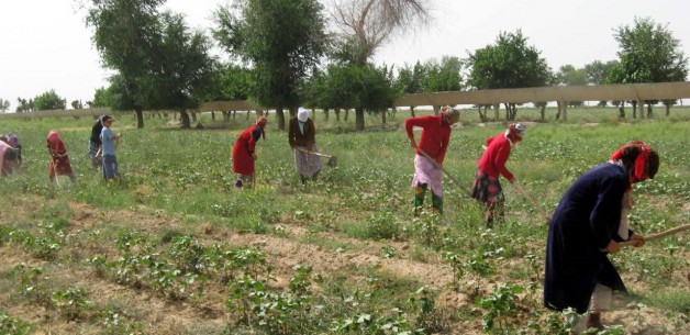 Leading human rights organizations fight agriculture loan in Uzbekistan