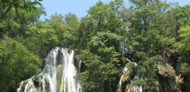 Los bosques fundamentales para la producción de alimentos